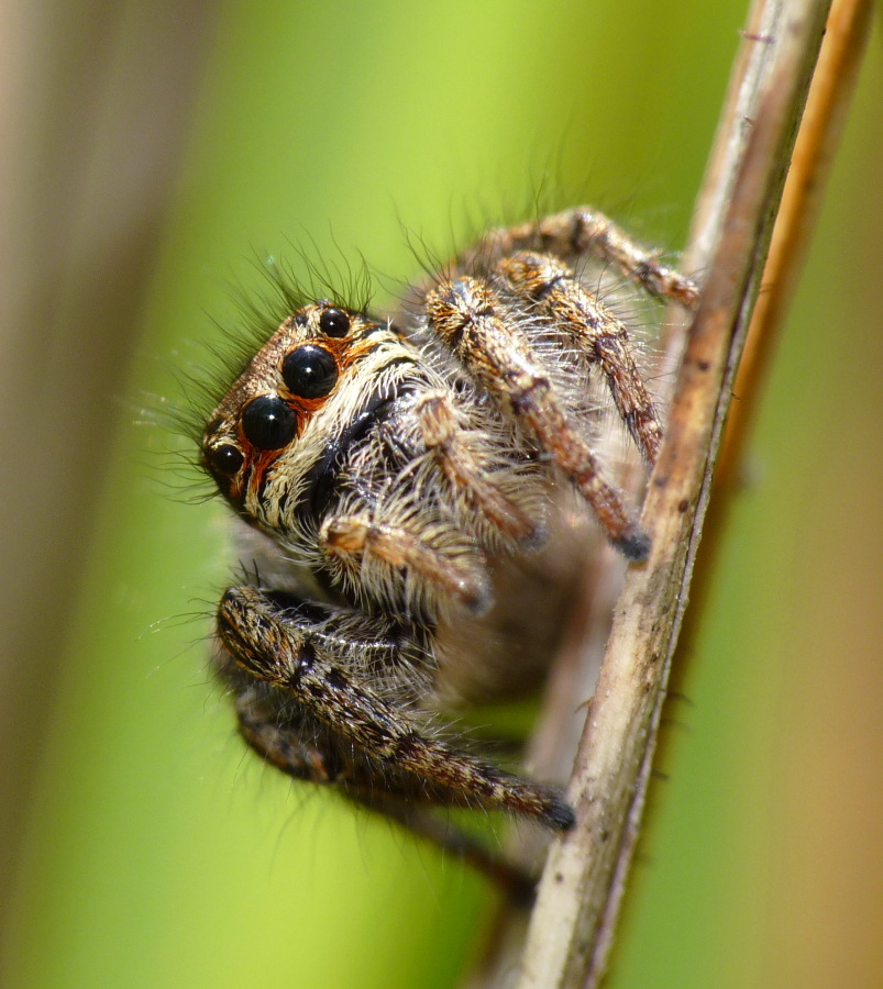 Philaeus chrysops